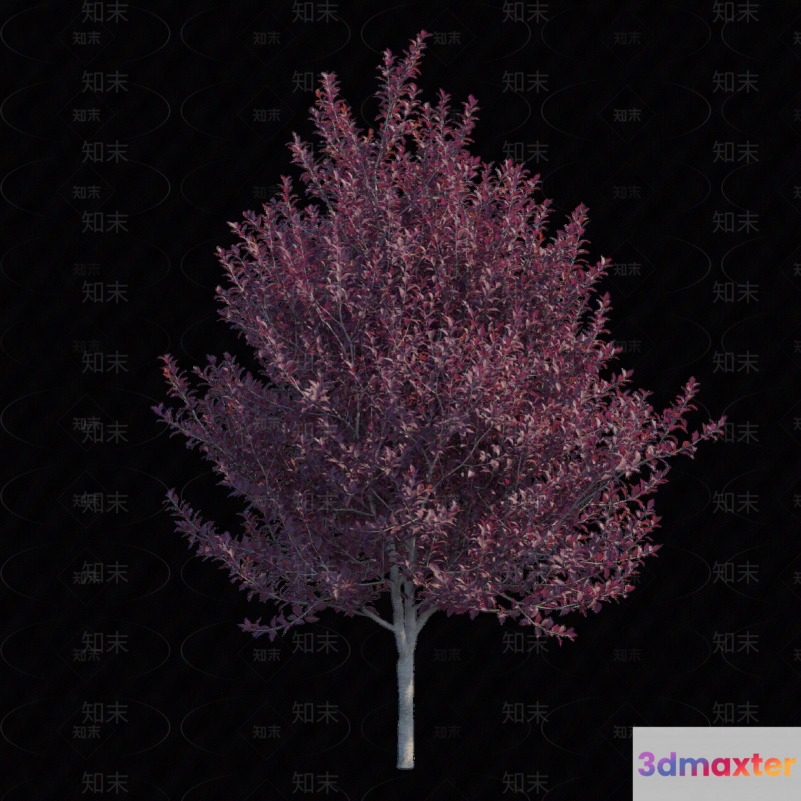A Tree With Pink Leaves 3D Model - 5636 - VRAY Render