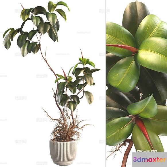 Green House Plant 3D Model - 4617 - VRAY Render