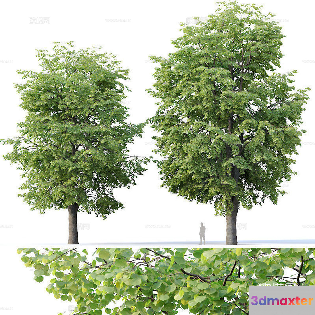 Two Trees 3D Model - 13316 - VRAY Render