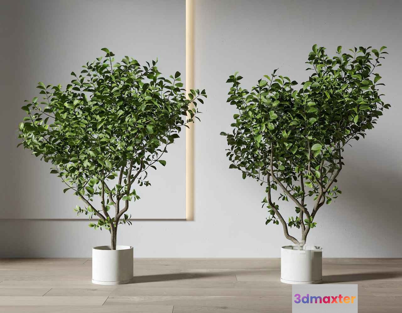 Modern Indoor Plants 3D Model - 10308 - VRAY Render