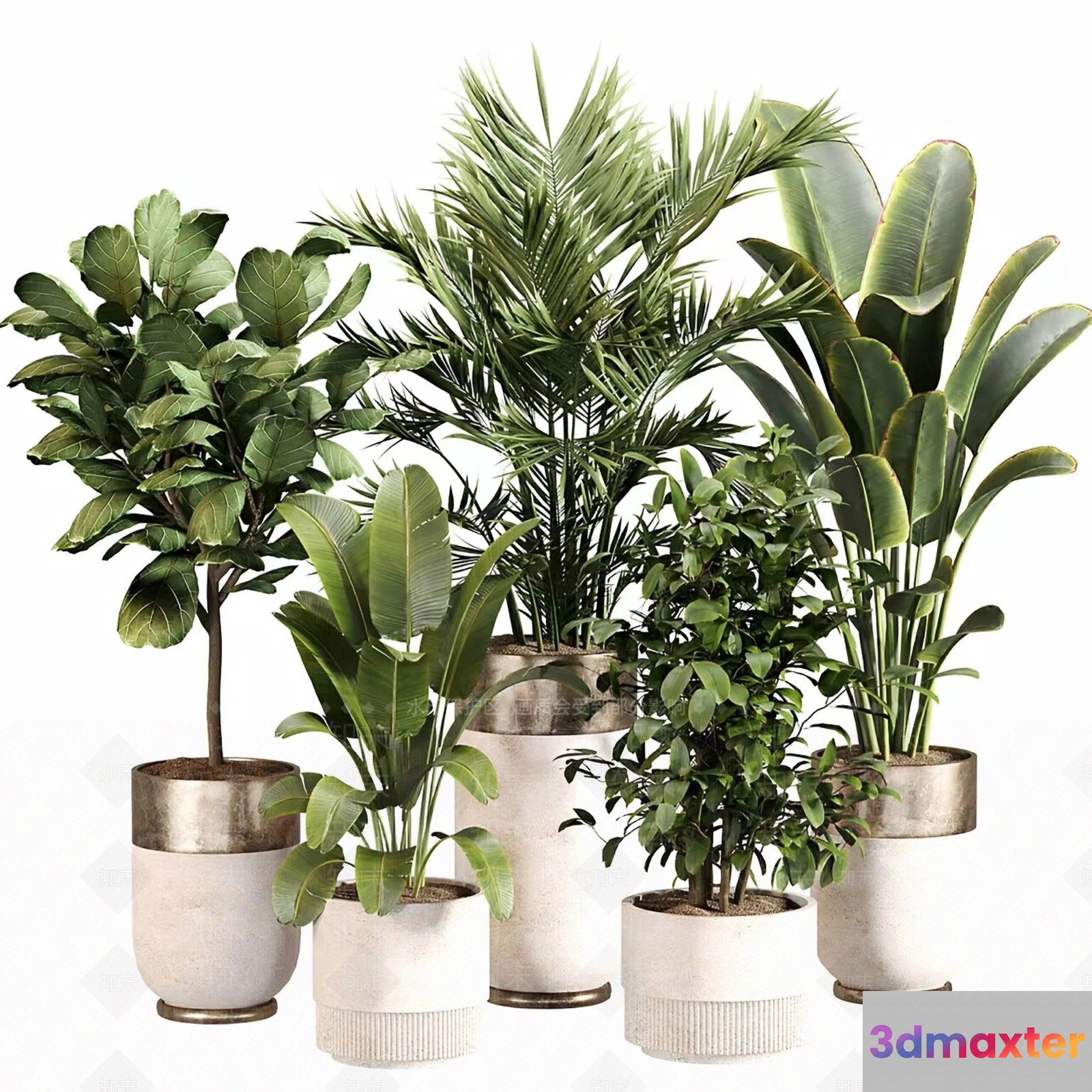 Tropical Houseplants 3D Model - 2284 - VRAY Render