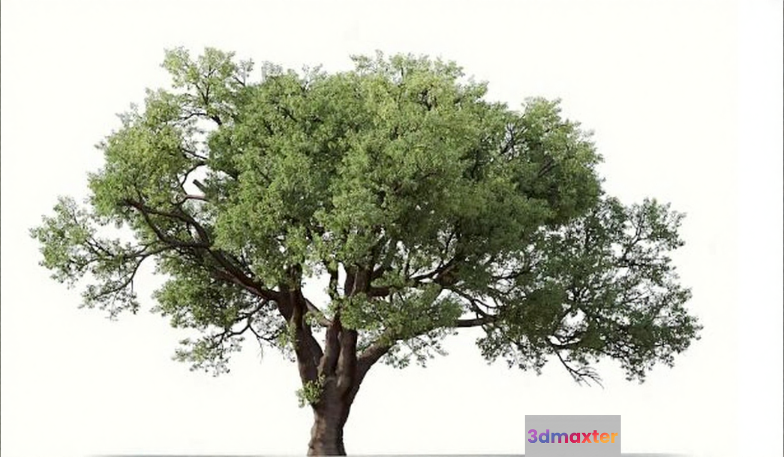 A Tree With Green Leaves 3D Model - 3606 - VRAY Render