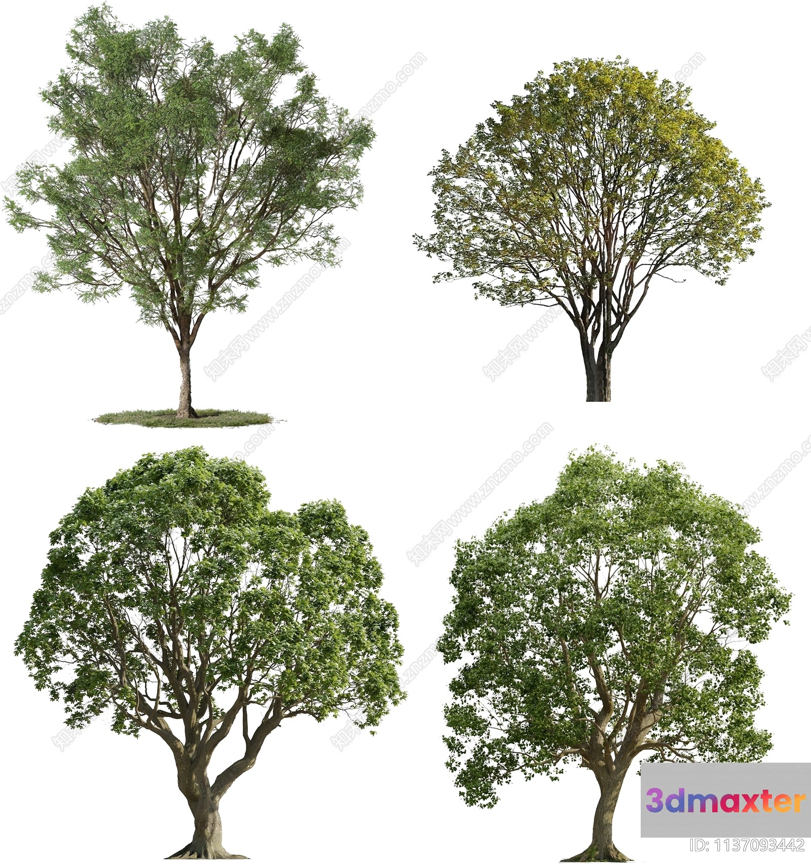 Four Trees 3D Model - 3390 - VRAY Render
