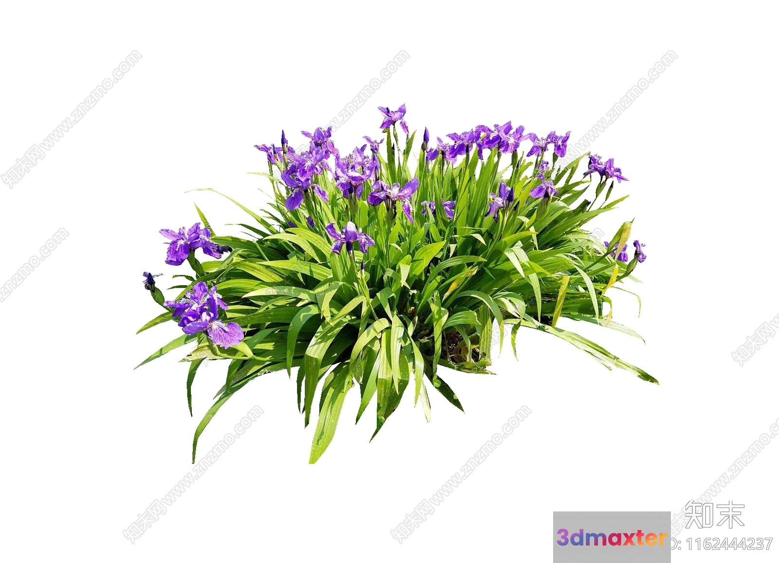 Purple Flowers And Green Leaves 3D Model - 14862 - VRAY Render