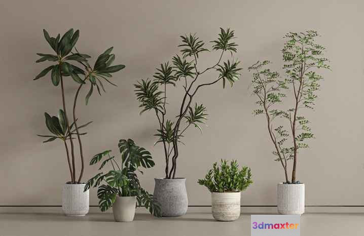 Plants In Pots 3D Model - 1821 - VRAY Render