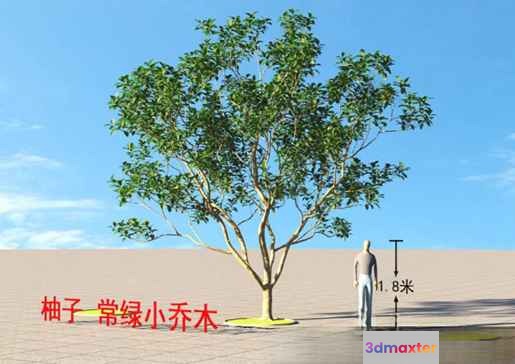 A Tree With A Red Chinese Character 3D Model - 22358 - VRAY Render