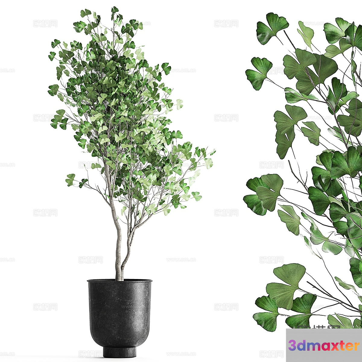 A Plant In A Pot 3D Model - 9772 - VRAY Render