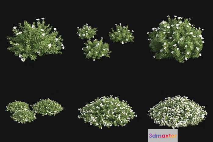 Small White Flowers 3D Model - 823 - VRAY Render