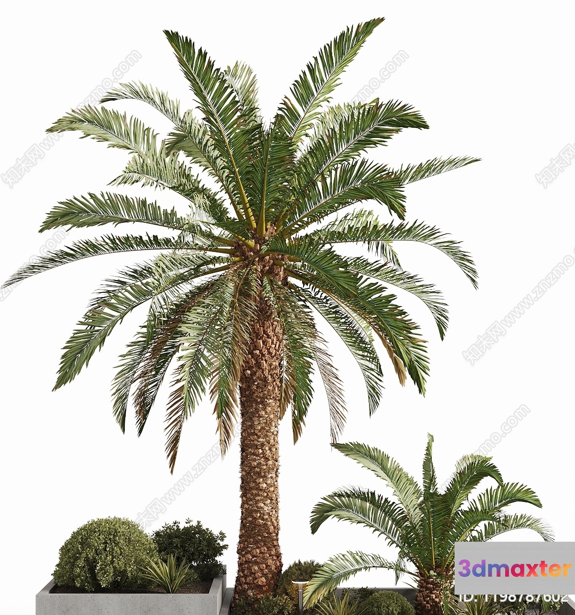 Palm Tree With Potted Plants 3D Model - 13158 - CORONA Render