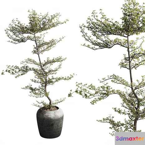 Potted Tree 3D Model - 8980 - VRAY Render