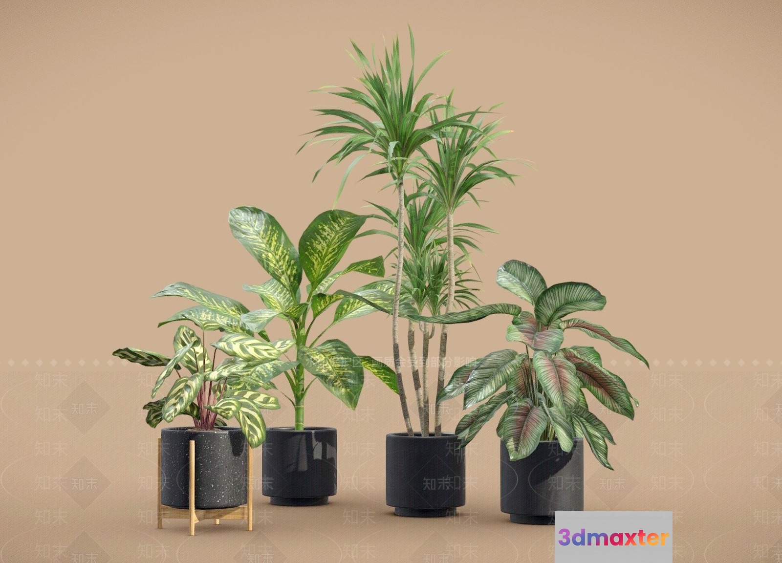 Four Houseplants In Black Pots 3D Model - 20434 - VRAY Render