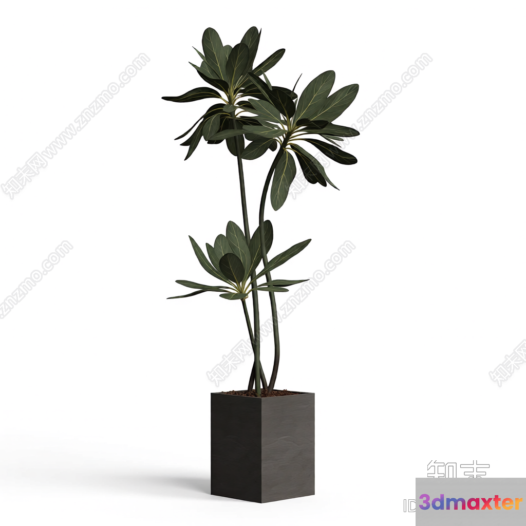 A Plant In A Pot 3D Model - 12534 - VRAY Render