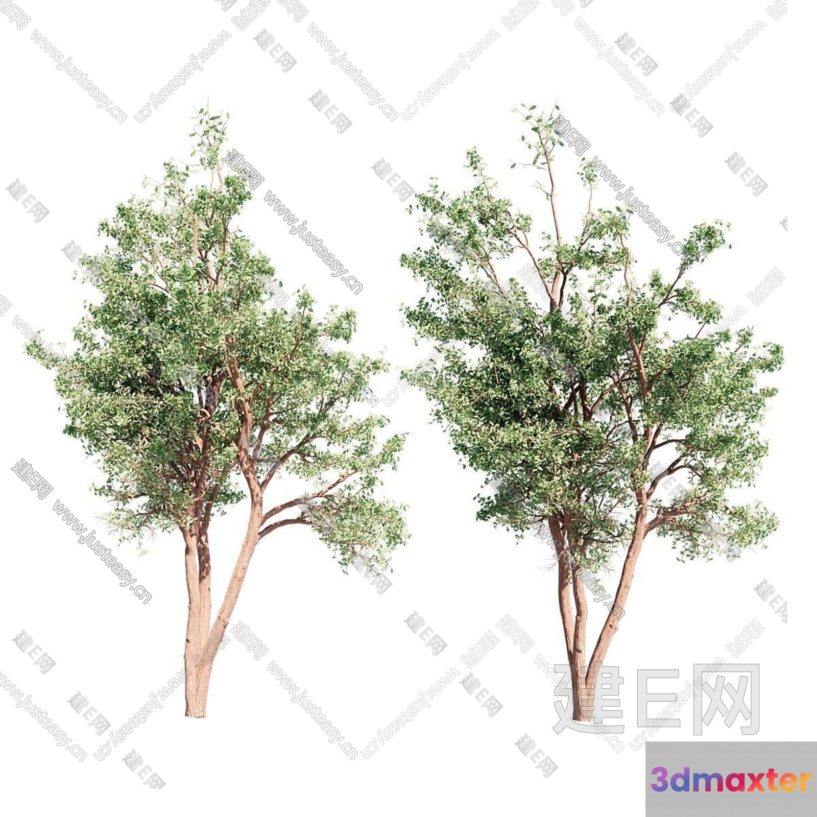Two Trees 3D Model - 15715 - VRAY Render