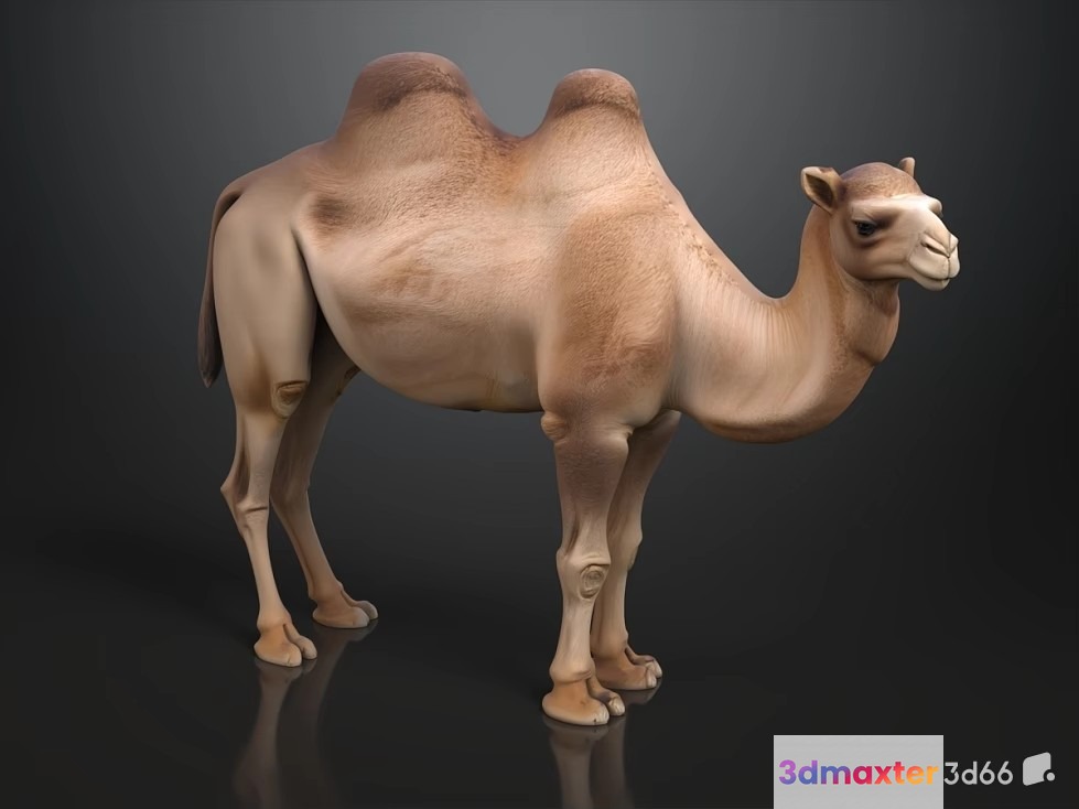 A Camel 3D Model - 19039 - VRAY Render