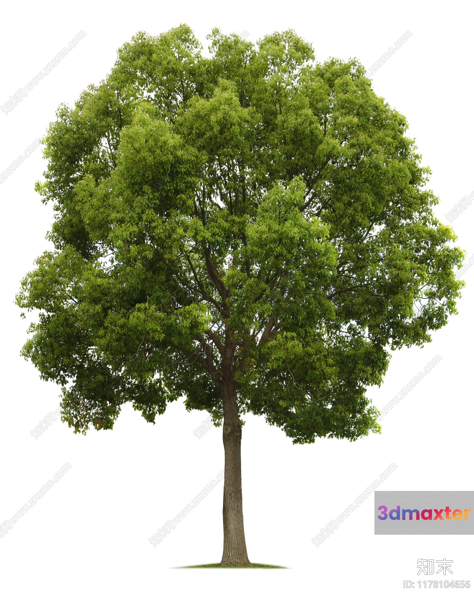 A Tree With Green Leaves 3D Model - 1186 - VRAY Render