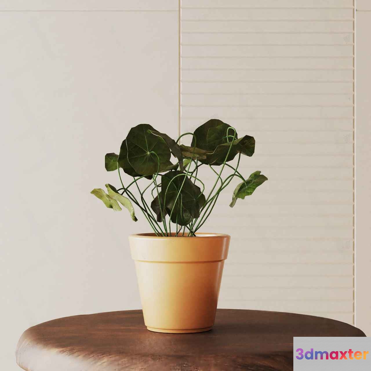 Small Potted Plant 3D Model - 1853 - VRAY Render