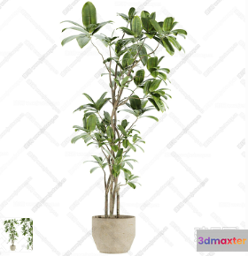 A Potted Plant 3D Model - 4519 - CORONA Render