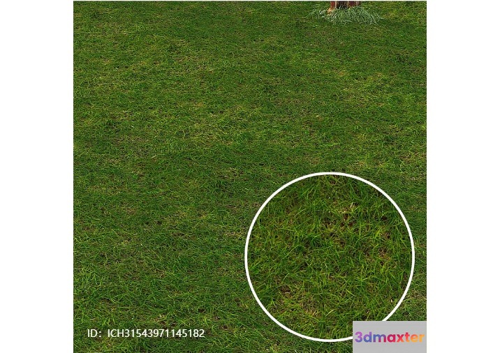 A Patch Of Green Grass 3D Model - 4551 - VRAY Render