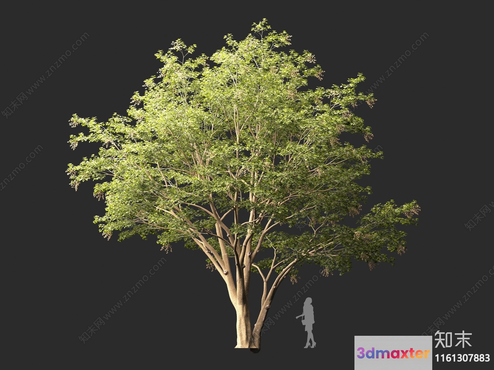 A Tree With A Person Standing Next To It 3D Model - 1302 - VRAY Render