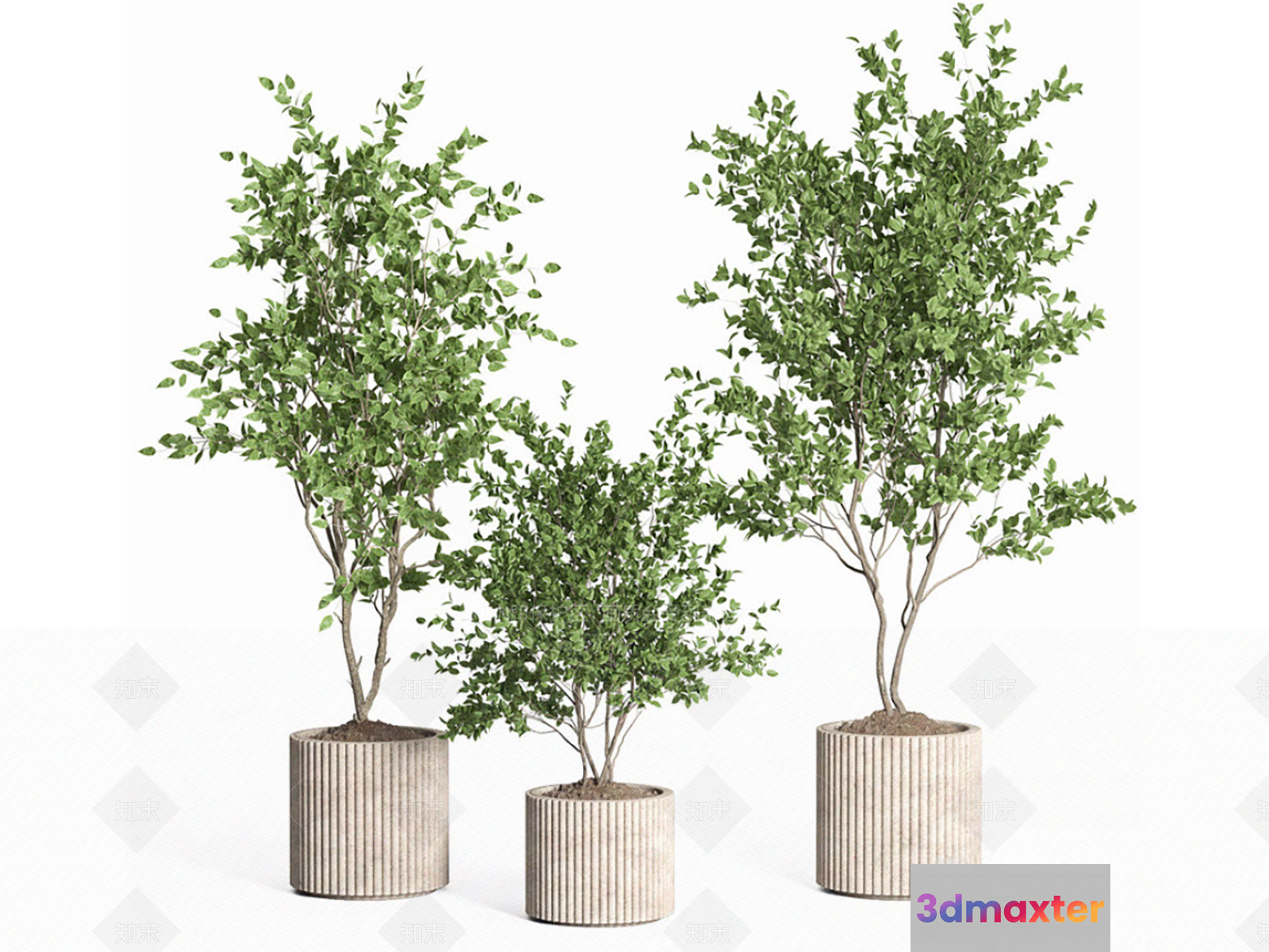 Three Potted Plants 3D Model - 14086 - VRAY Render