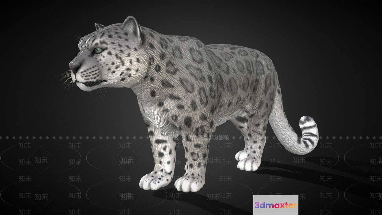 A Snow Leopard 3D Model - 4375 - VRAY Render