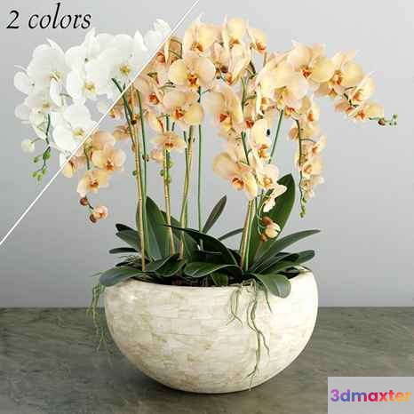 Orchids In A White Pot 3D Model - 2845 - VRAY Render
