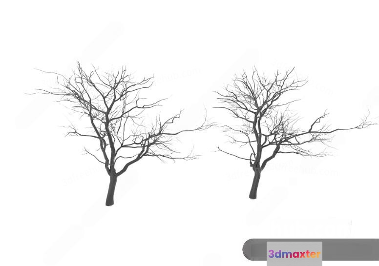 Two Bare Trees 3D Model - 21624 - VRAY Render