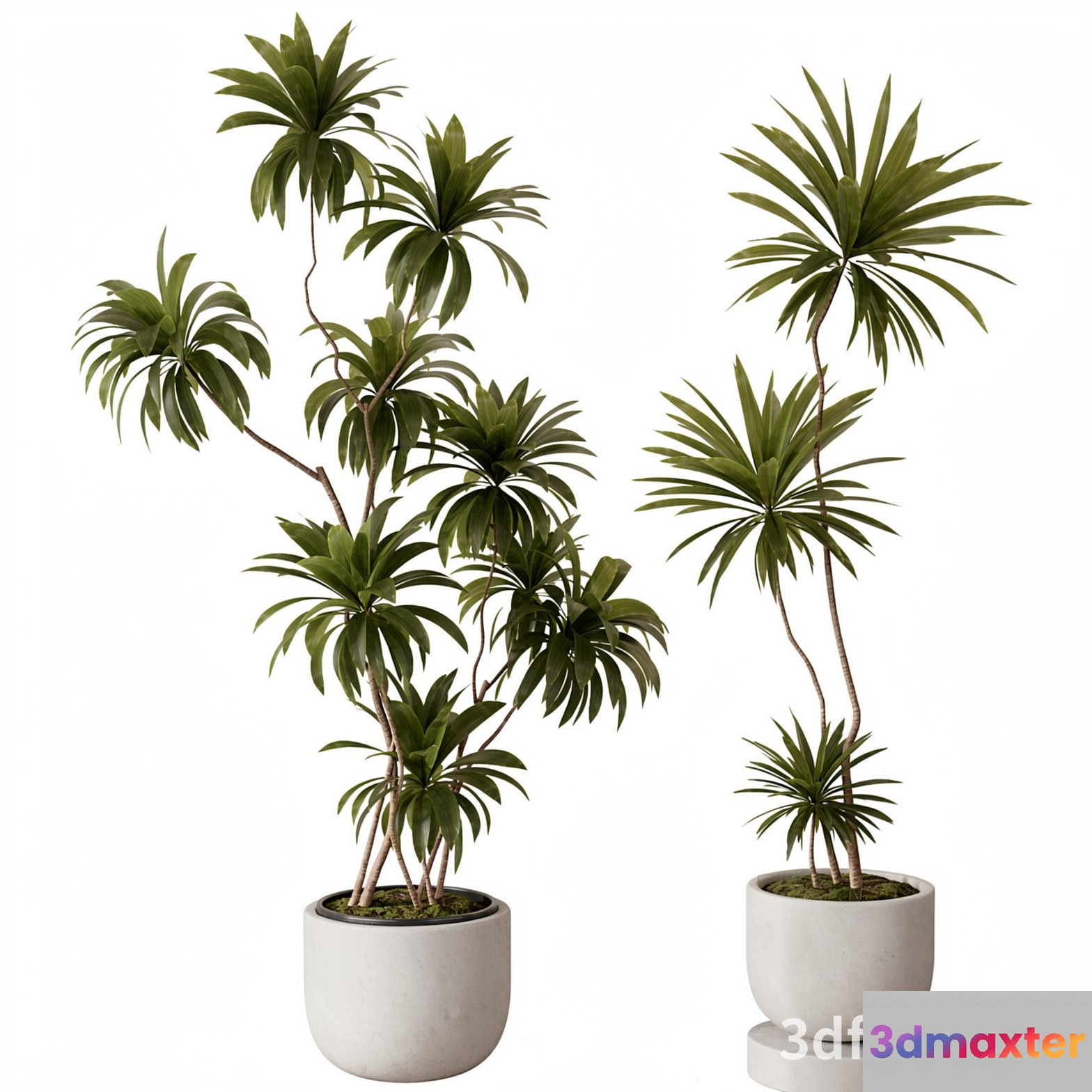 Potted Plants With Long Green Leaves 3D Model - 19688 - VRAY Render