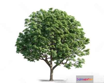 A Tree With Green Leaves 3D Model - 5540 - VRAY Render