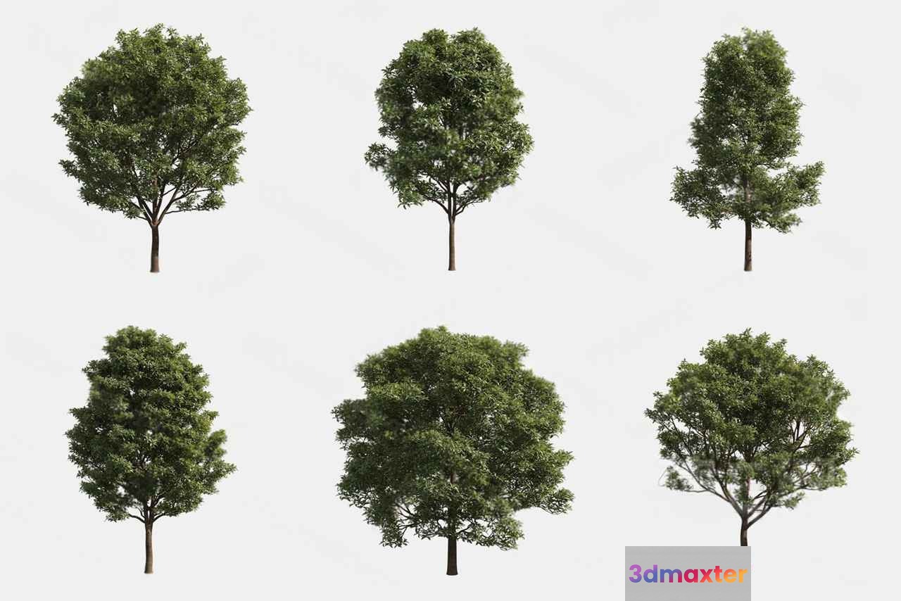 Trees. They Are Green 3D Model - 15119 - VRAY Render