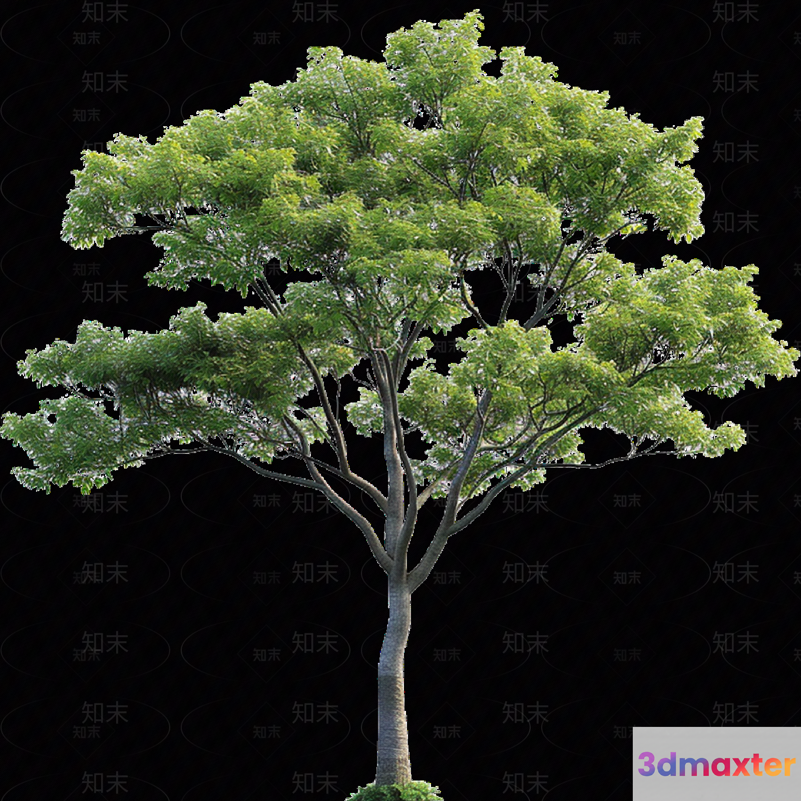 A Tree With Green Leaves 3D Model - 6351 - VRAY Render