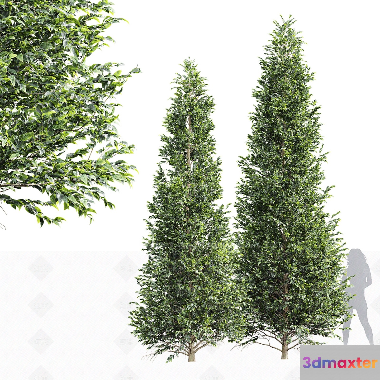 Two Tall Trees 3D Model - 22544 - VRAY Render