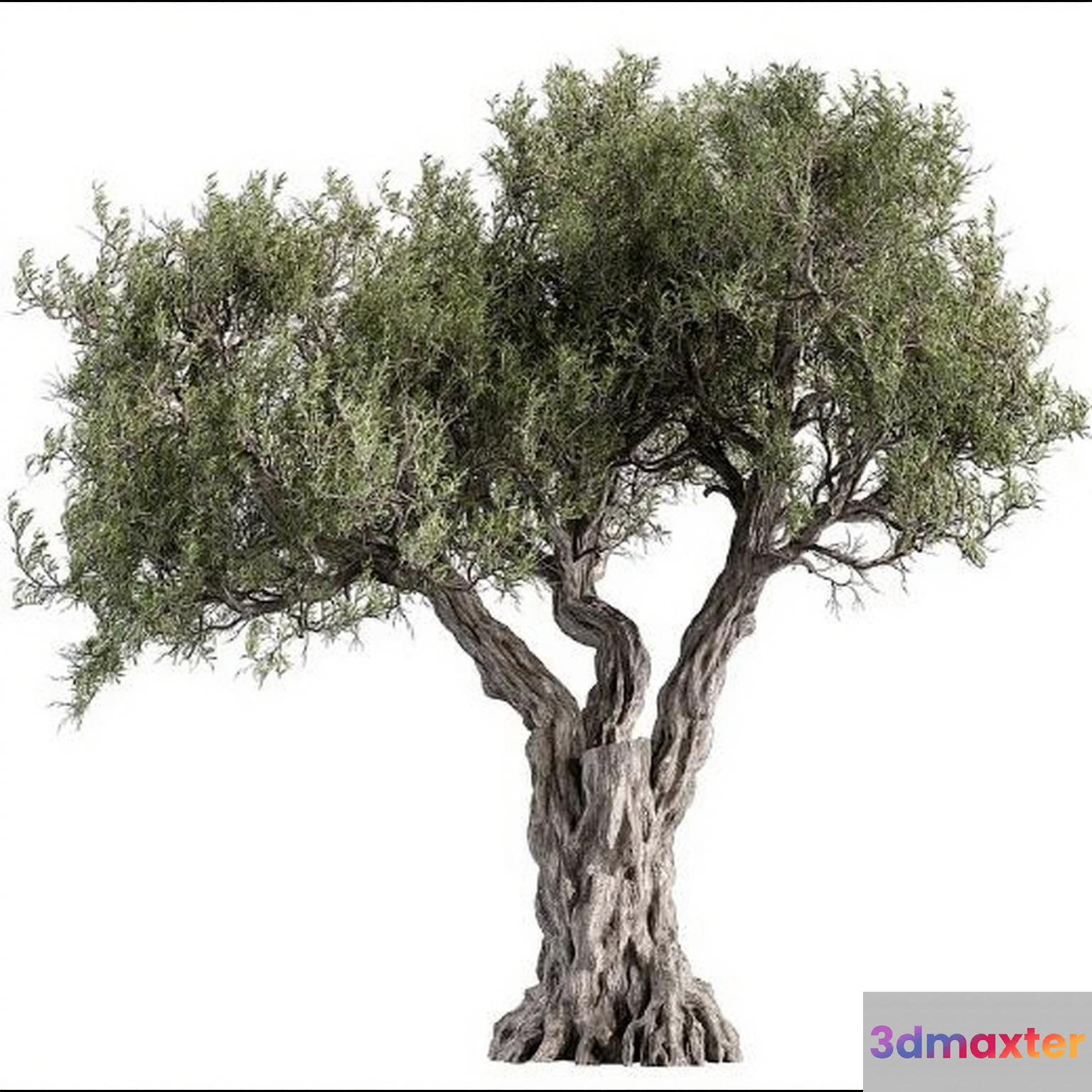 A Tree With Green Leaves 3D Model - 1823 - VRAY Render