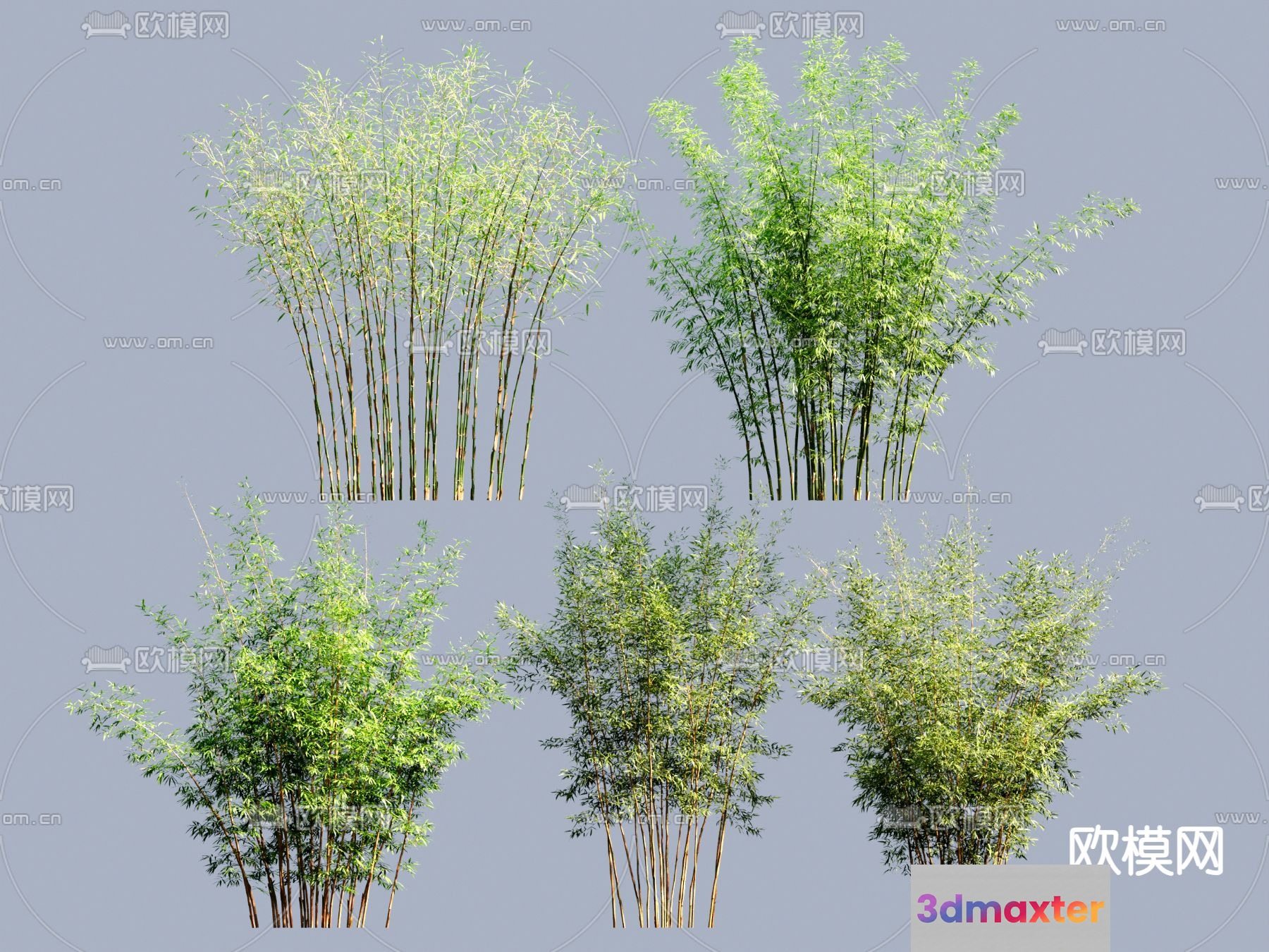 Bamboo Plants 3D Model - 9818 - VRAY Render