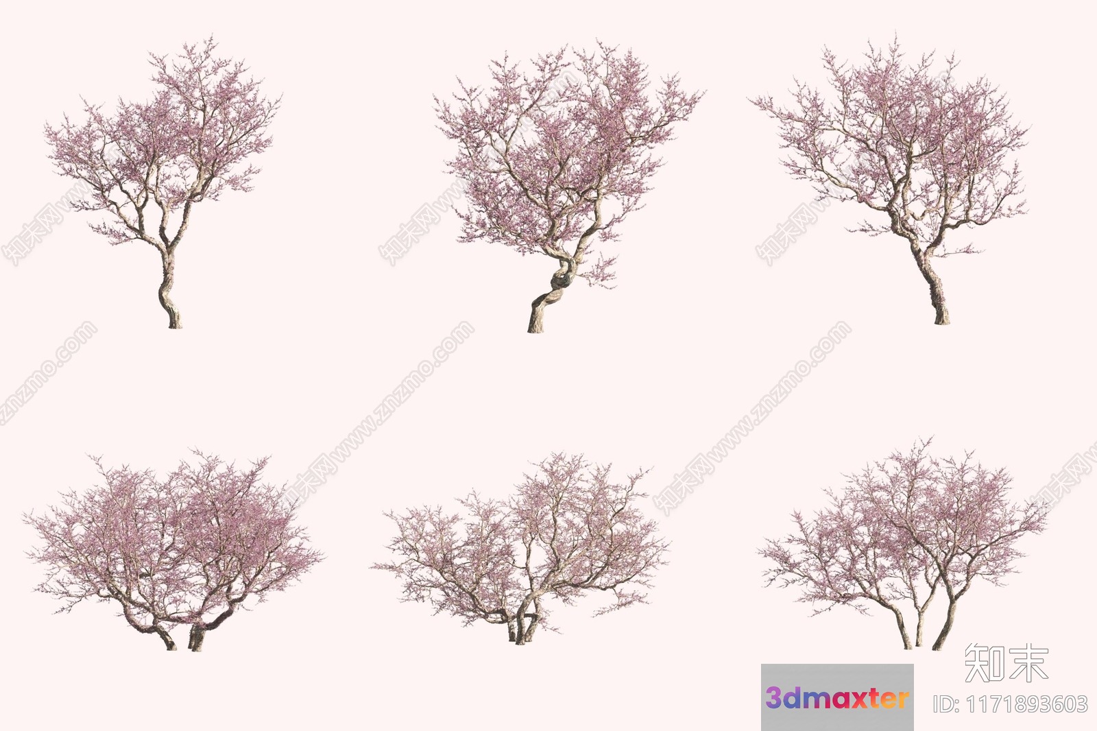 A Tree With Pink Flowers 3D Model - 5650 - VRAY Render
