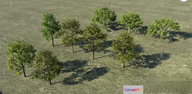 Trees In Grass 3D Model - 4557 - VRAY Render