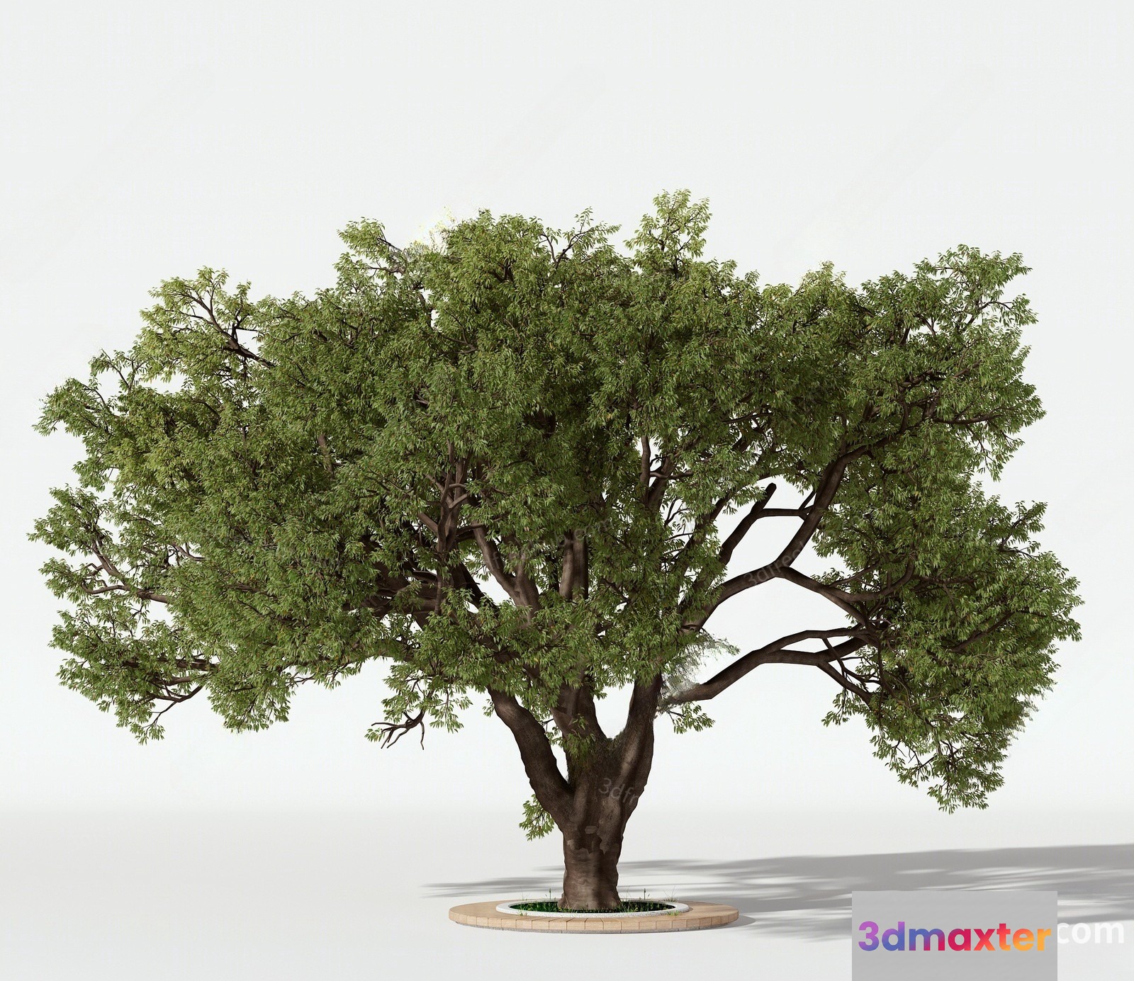 A 3D Tree Model 3D Model - 18558 - VRAY Render