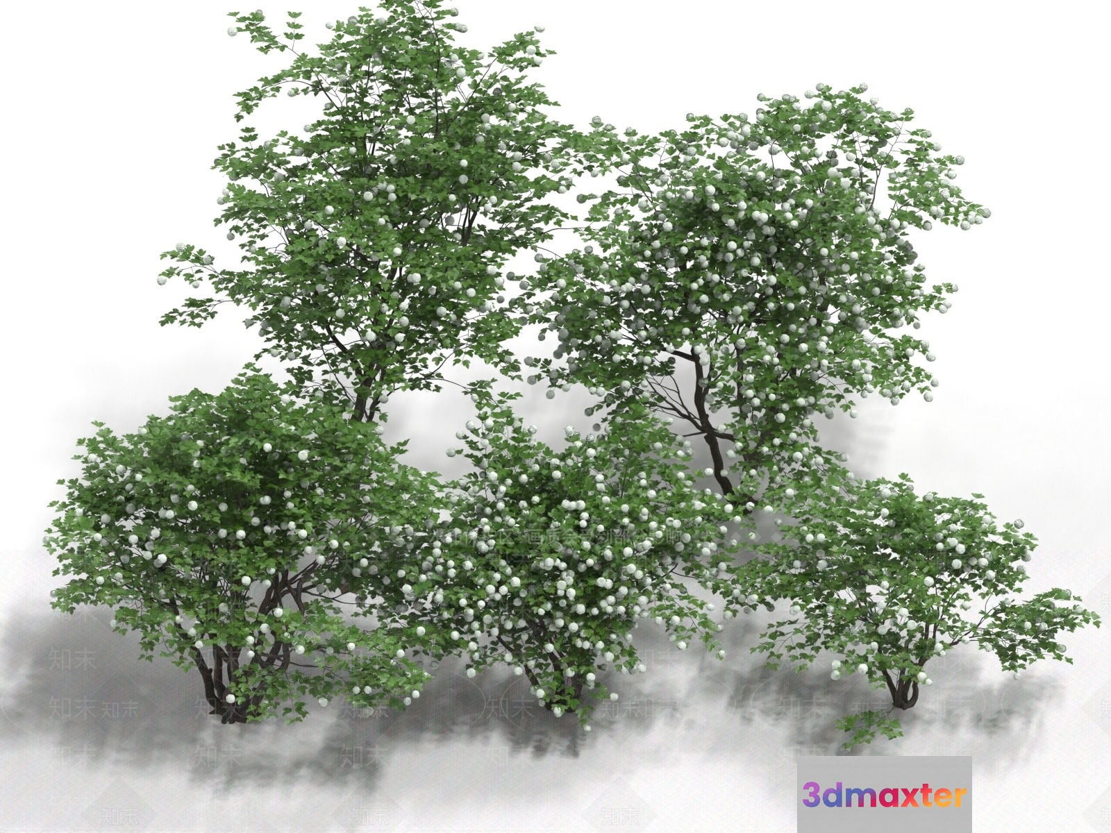 A Tree With Green Leaves And White Berries 3D Model - 14090 - VRAY Render