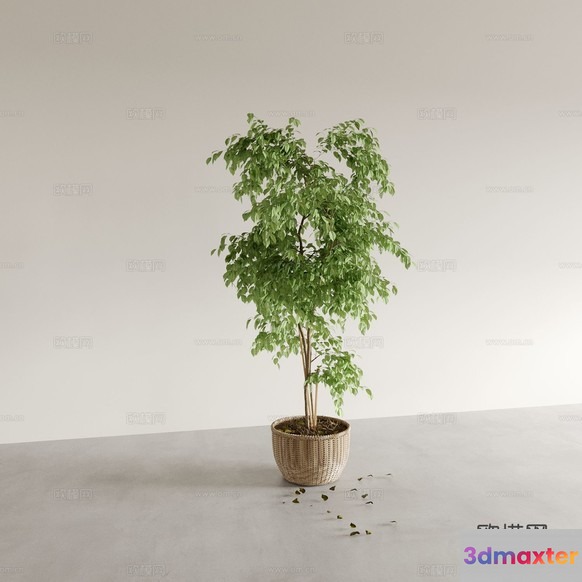 A Small Green Tree In A Pot 3D Model - 8719 - CORONA Render