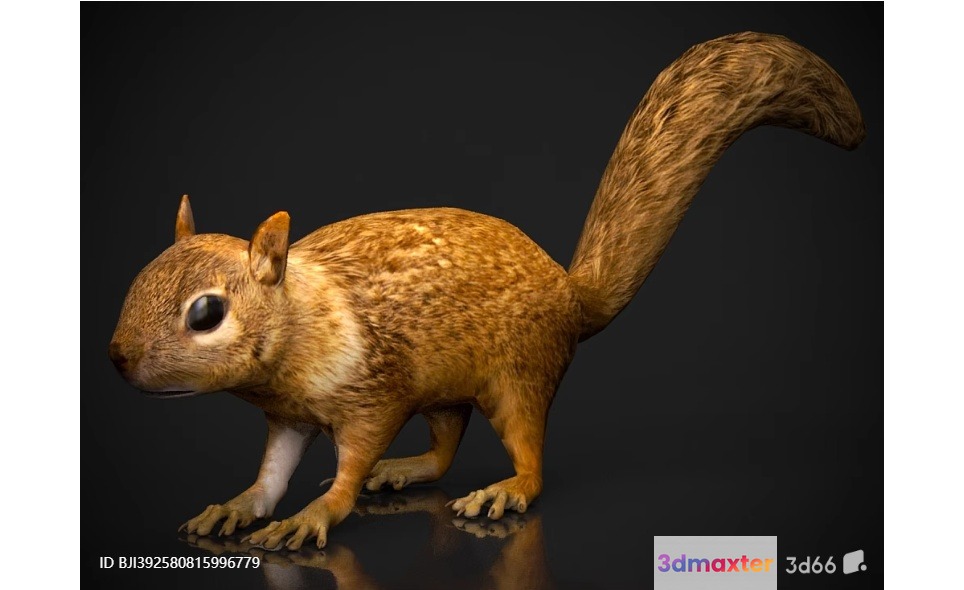 A 3D Rendering Of A Squirrel 3D Model - 11476 - VRAY Render