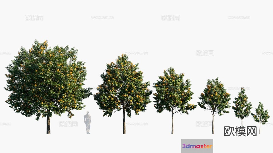 A Row Of Trees With Yellow Flowers 3D Model - 5469 - VRAY Render