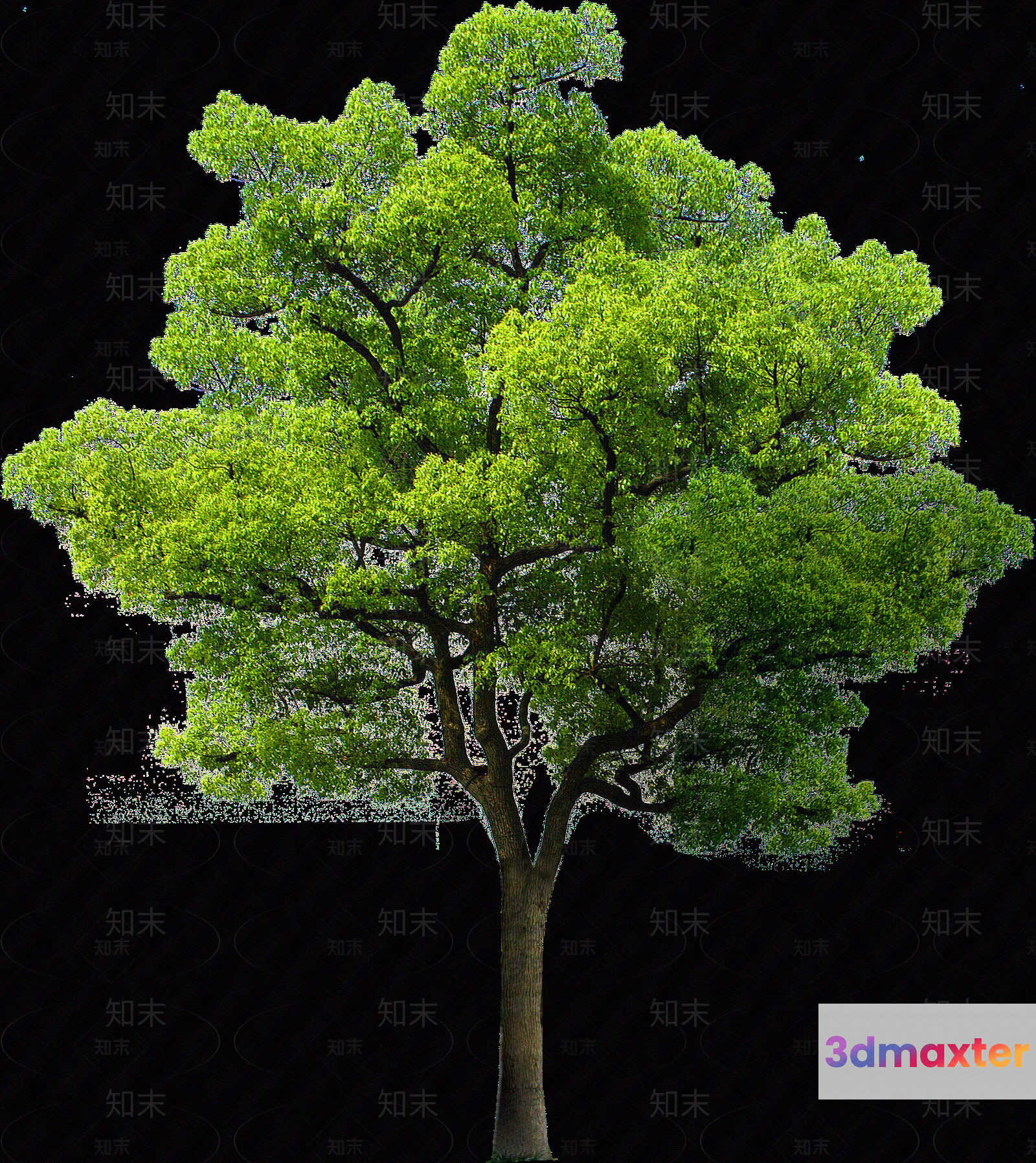 A Tree With Green Leaves 3D Model - 6353 - VRAY Render