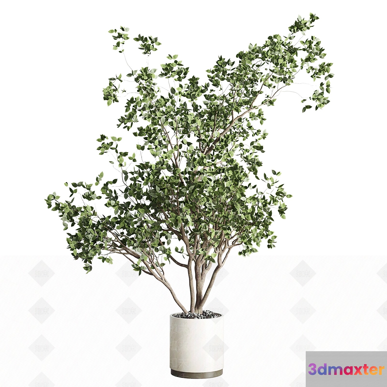 A Potted Plant 3D Model - 3174 - VRAY Render