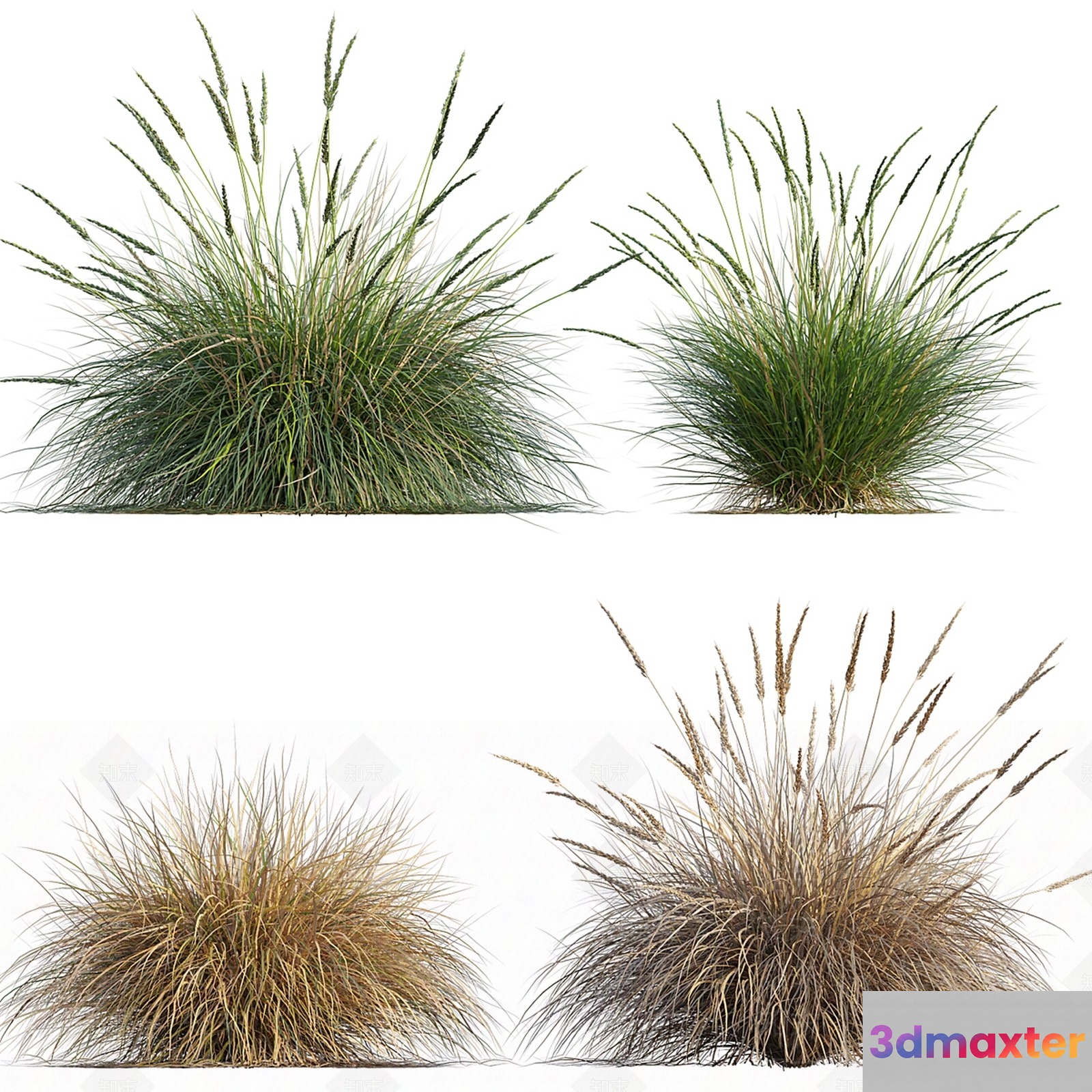 A Grassy Plant 3D Model - 6878 - VRAY Render
