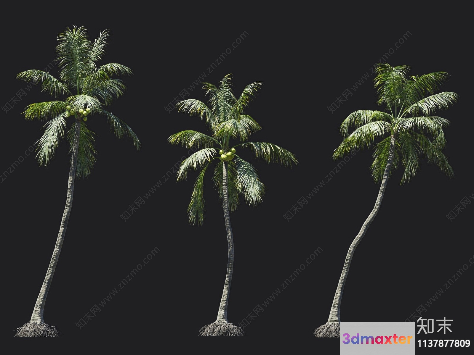Coconut Trees 3D Model - 17691 - VRAY Render