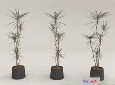 Three Plants In Black Pots 3D Model - 11141 - VRAY Render