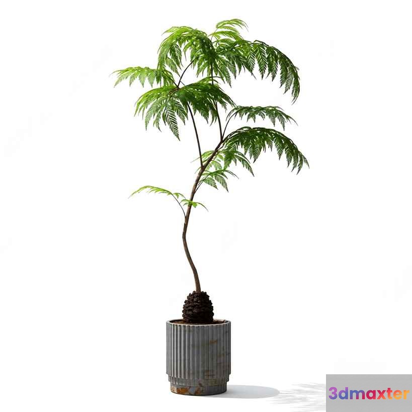 A Potted Plant 3D Model - 9010 - VRAY Render