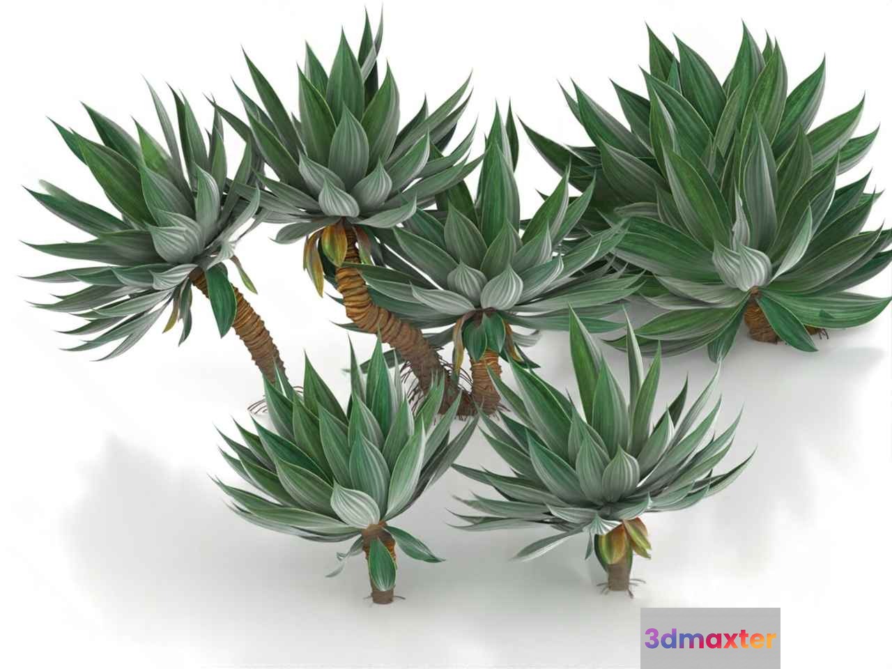 Succulent Plant 3D Model - 17365 - VRAY Render
