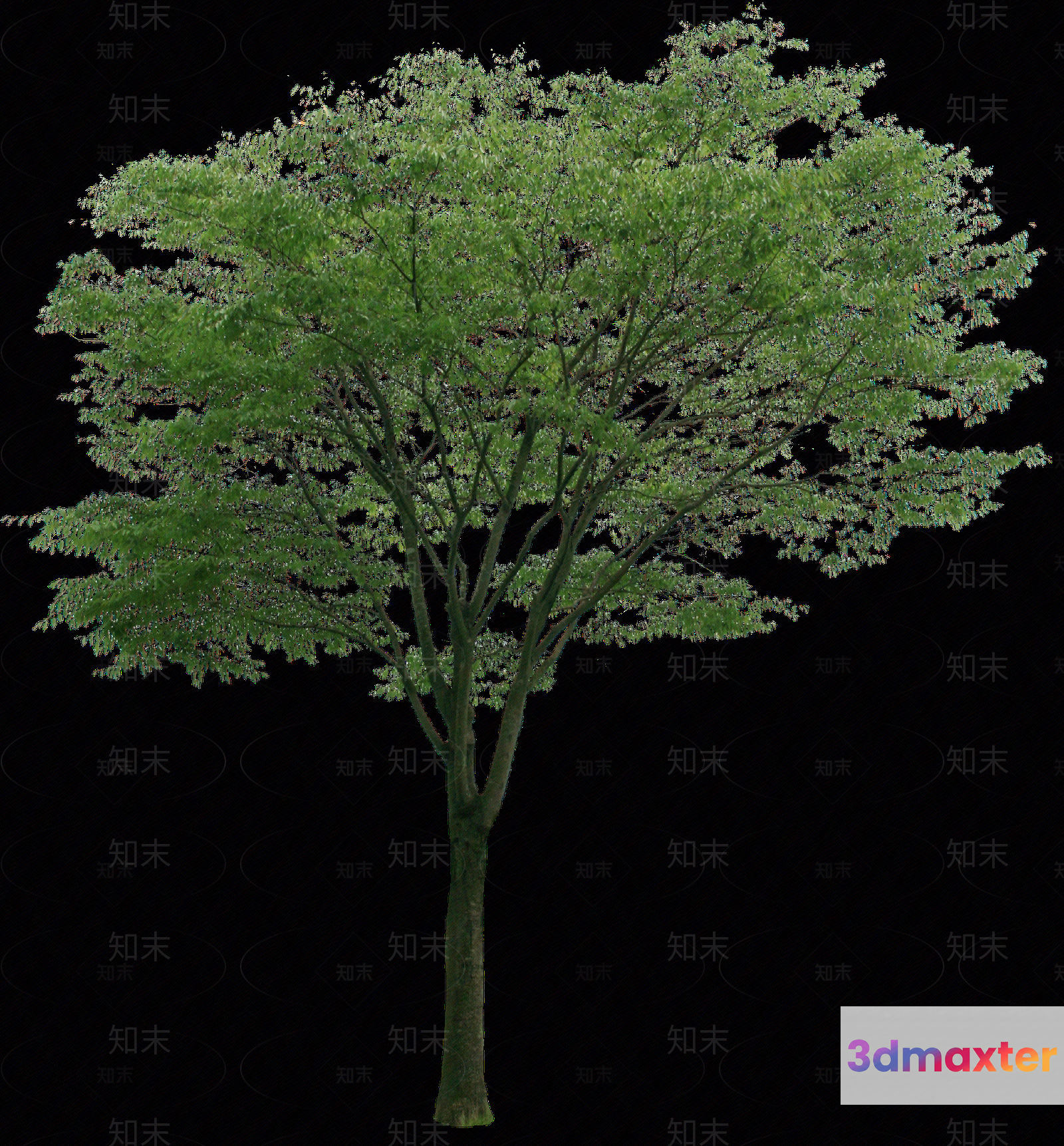 A Tree With Green Leaves 3D Model - 5635 - VRAY Render