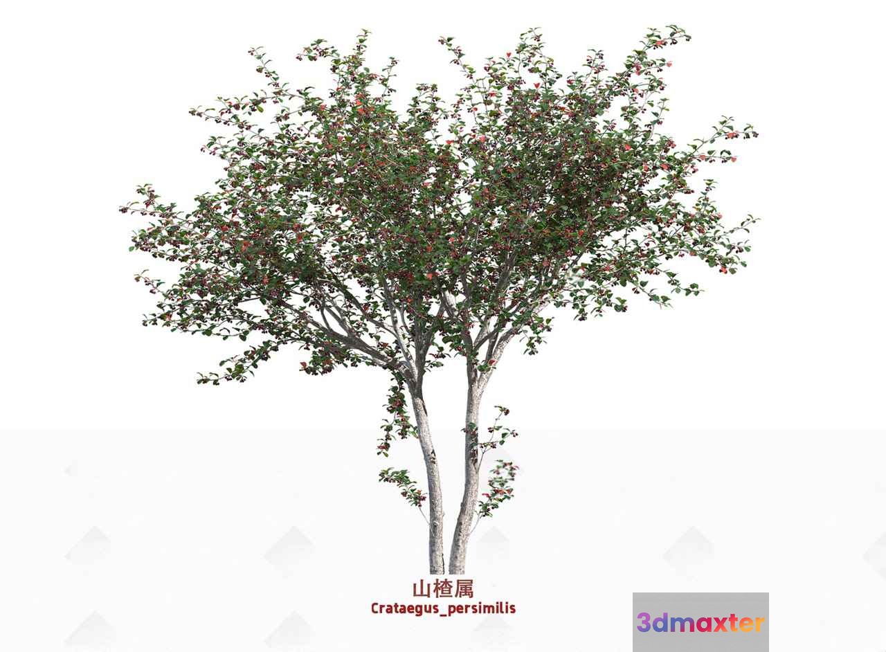 A Tree With Green Leaves 3D Model - 17048 - VRAY Render